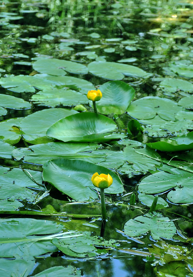 Резерват код Бијељине препуштен сам себи: Природни драгуљ Српске чека заштиту